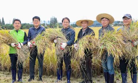 고양특례시, 2024년 고양시 햅쌀 수확 본격 벼베기 나서