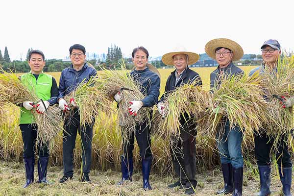 고양특례시, 2024년 고양시 햅쌀 수확 본격 벼베기 나서