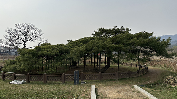 이천시, 천연기념물 수목의 미래를 지킨다! 후계목 육성