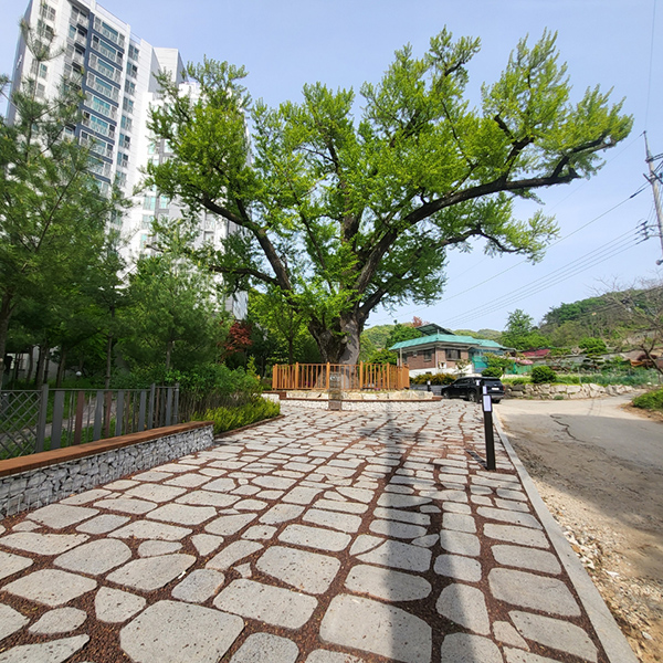 동두천시, 사당골 은행나무 보호수 주변 소규모 쉼터 환경 개선