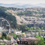 용인특례시, 장애인 행복주간 운영 에버랜드‧민속촌 무료 개방
