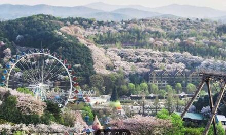 용인특례시, 장애인 행복주간 운영 에버랜드‧민속촌 무료 개방
