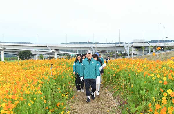구리시, 코스모스 꽃길 따라 구리로 구리 코스모스 축제 ‘안전 점검’으로 준비 완료