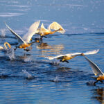광주시, 팔당물안개공원 백조들이 찾아왔다