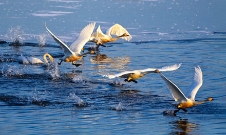 광주시, 팔당물안개공원 백조들이 찾아왔다