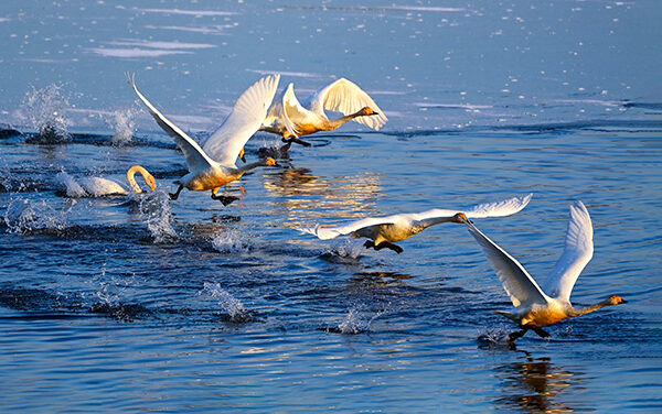 광주시, 팔당물안개공원 백조들이 찾아왔다