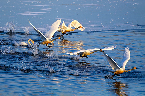 광주시, 팔당물안개공원 백조들이 찾아왔다