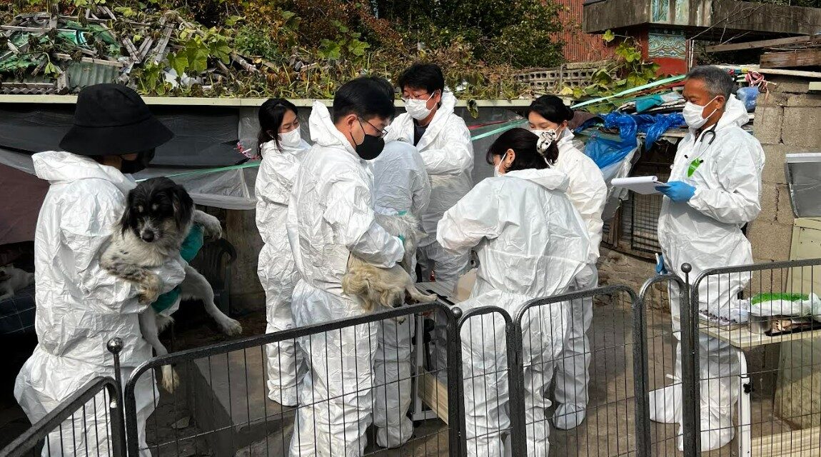 노원구, 민관 협력으로 전국 최대 규모 애니멀 호딩 사례 마무리