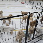 노원구, 설 연휴 반려견 돌봄쉼터 이용자 모집