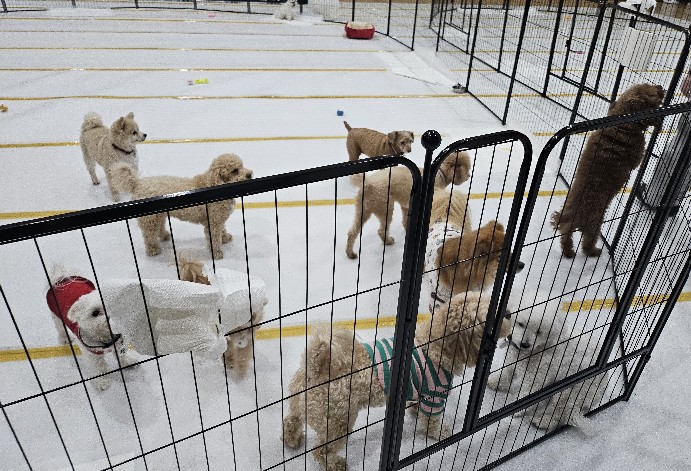 노원구, 설 연휴 반려견 돌봄쉼터 이용자 모집