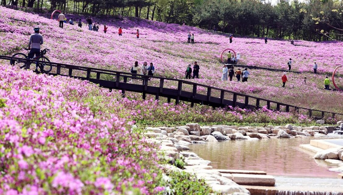 서울 노원구, ‘역대급’ 2026 불암산 철쭉제 개최