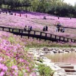 서울 노원구, ‘역대급’ 2026 불암산 철쭉제 개최