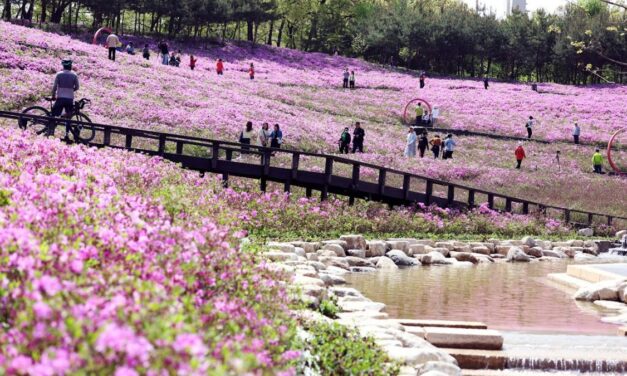 서울 노원구, ‘역대급’ 2026 불암산 철쭉제 개최