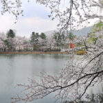 가평군, 청평 옛 중앙내수면연구소 벚꽃길 개방