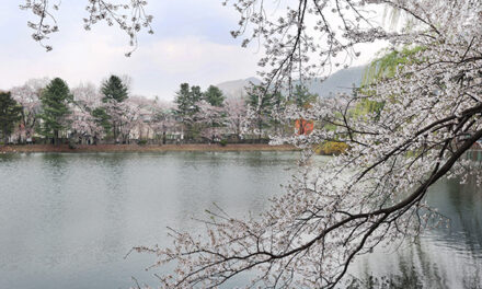 가평군, 청평 옛 중앙내수면연구소 벚꽃길 개방