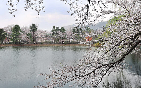 가평군, 청평 옛 중앙내수면연구소 벚꽃길 개방