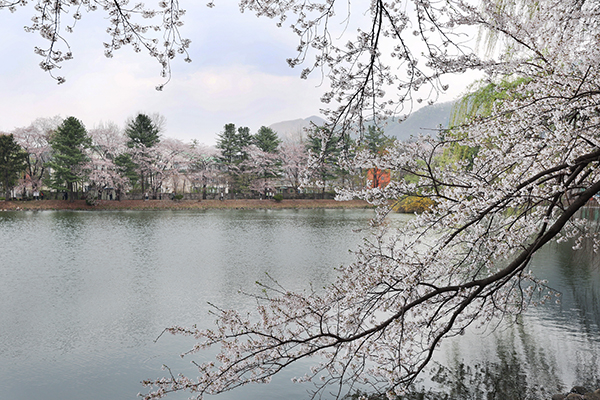 가평군, 청평 옛 중앙내수면연구소 벚꽃길 개방