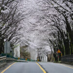 광주시, 벚꽃 구경 멀리 갈 이유 없다 광주에서 즐기자!