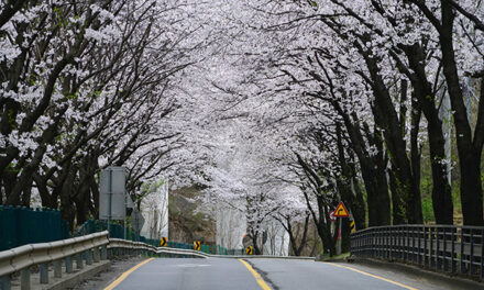 광주시, 벚꽃 구경 멀리 갈 이유 없다 광주에서 즐기자!