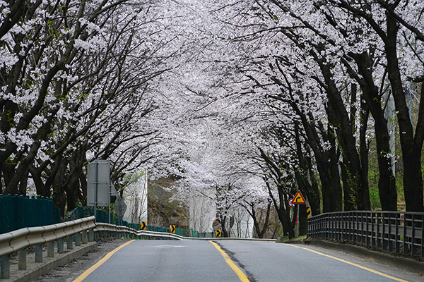 광주시, 벚꽃 구경 멀리 갈 이유 없다 광주에서 즐기자!