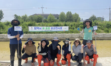 평택시, 고품질 쌀 생산 위한 ‘벼 신품종 전시 및 병해충 예찰포’ 조성