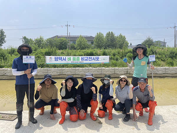 평택시, 고품질 쌀 생산 위한 ‘벼 신품종 전시 및 병해충 예찰포’ 조성