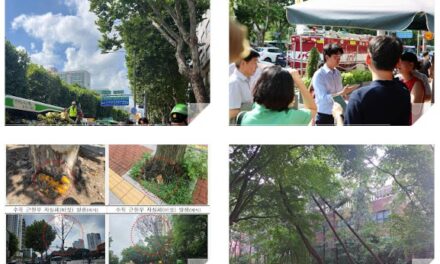 서울 노원구, 태풍 대비 가로수, 공원, 하천 등 수목(樹木) 정비 나서