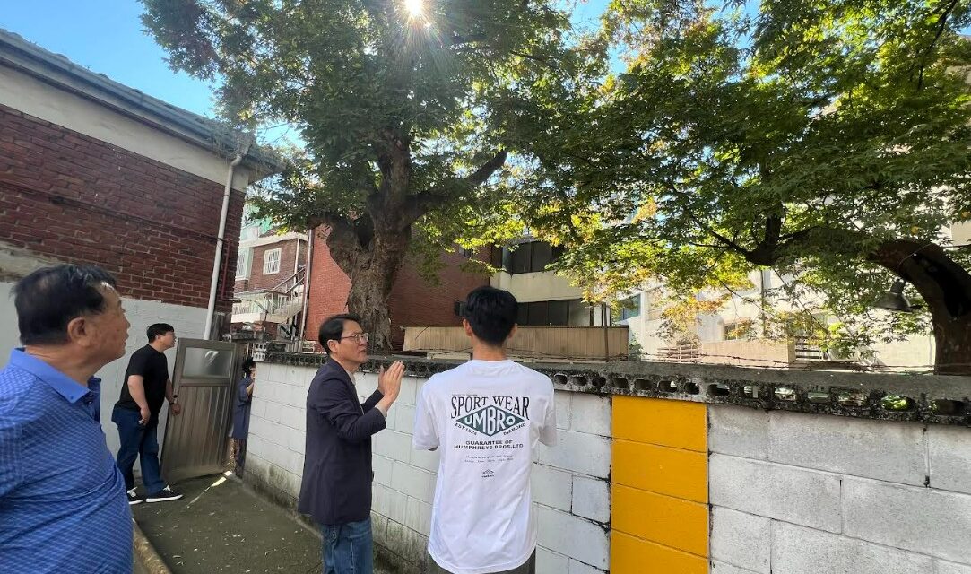 김우일 노원구의회 보건복지위원장, 중계4동 낙하 위험 수목 현장 긴급 점검
