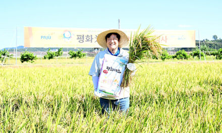 파주시, ‘평화미(米)소 벼 베기 시연회’ 개최